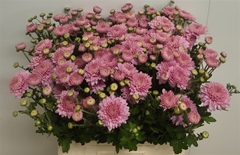 Chr T Gompie Rose 65cm 100gram