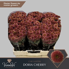 Chr San Doria Cherry 55cm 120g
