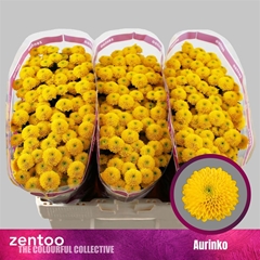 Chr San Aaa Aurinko 55cm 100g