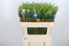 Lepidium Vi Gwelo Green 70cm 26gram