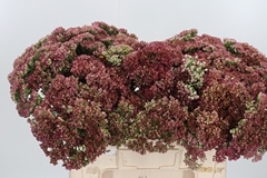 Sedum Spectabile Blo 55cm