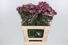 Astr Roma 60cm 33