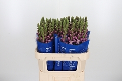 Antir Poto Lavend 75cm