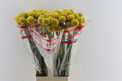 Cras Paintball Pop 75cm