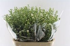 Ast Paquita 80cm 40gram