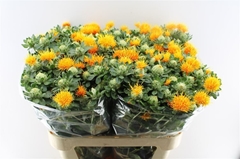 Carth T Zanzibar 80cm