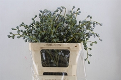 Diversen 55cm 300gram