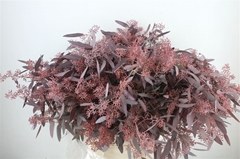 Euc Po Fru Klb Bs H% 65cm 300gram