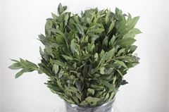 Laurier 55 Cm Per Tak 60cm 400gram