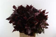 Snijbloemen Klb H% 80cm