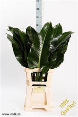 Philod St Tropez 80cm