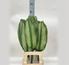 Decor Groen Other 80cm