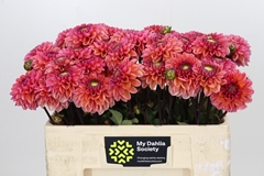 Dahl Daisy Duke 50cm