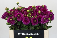 Dahl Purple Fox 50cm