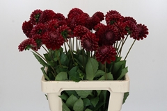 Dahl Cornel 55cm