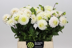 Dahl White Isa 45cm
