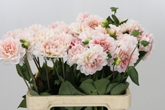 Dahl Dezign Blus Whi 60cm