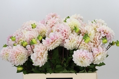 Dahl Sweet Nathalie 50cm