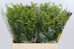 Soli Carzan Glory 60cm 20gram