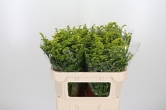 Soli Carzan Glory 70cm 30gram