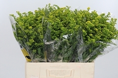 Soli Carzan Glory 60cm 20gram