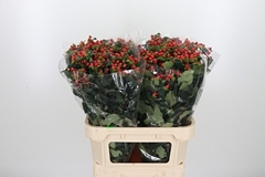 Hyper Triumph 80cm