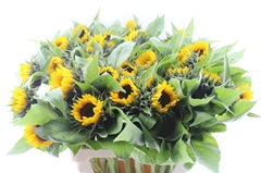 Helian An Sunrich Or 85cm 13