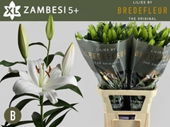 Li Ot Zambesi 95cm 55+