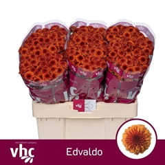 Chr San Edvaldo 55cm 100g