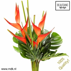 Heliconia Boeket 65cm