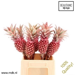 Ananas Co Pu Compact 50cm
