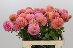 Dahl Lindas Baby 55cm