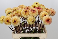 Dahl Pom Yellow Jill 60cm