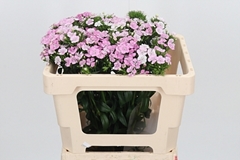 Di Barb Amazon Rose 50cm 23