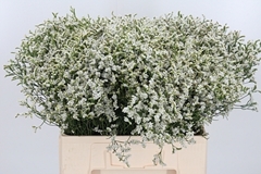 Lim Sin Sen Tip Top 60cm 18gram