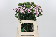 Di Barb Amazon Rose 58cm 23