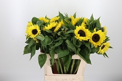Helian An Sunrich Le 80cm 24