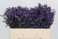 Lim Saf Dark Blue 50cm 10gram