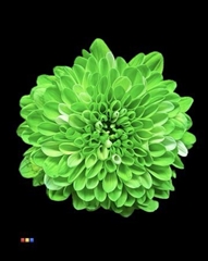 Chr San Colortreated 55cm