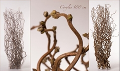 Coryl Av Contorta 100cm