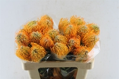 Leuco Jelena 50cm