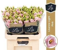 Eus G Lisanne L Pink 70cm