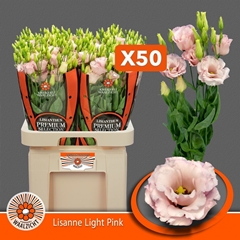 Eus G Lisanne L Pink 70cm