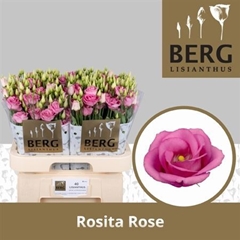 Eust G Rosita Rose P 70cm