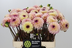 Dahl Ball Wi Ey Jill 60cm