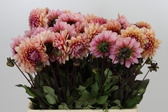 Dahl Other 55cm