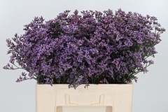 Lim Piuma Sky 60cm 18gram