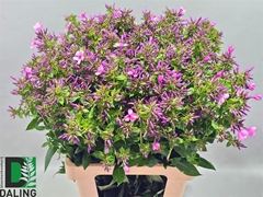 Phlox Pan Ov Paars