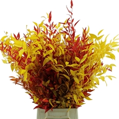 Ruscus Colortreated 70cm 100gram