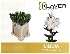 Li Or White Passion 70cm 20+